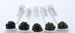 Il caviale di Calvisius su cucchiai in madreperla Calvisius.